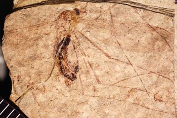 Media type: image;   Entomology PALE-1364